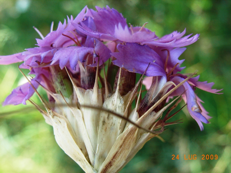 Dianthus